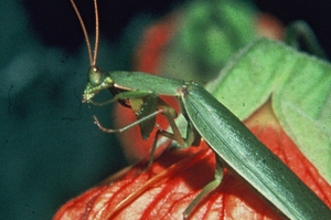New Zealand native praying mantis.