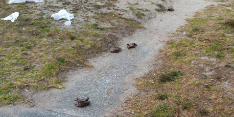 Leaving carcasses on the beach was also a breach of the council's public places bylaw.