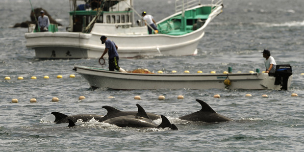 Fishermen drive bottle-nose dolphins into a net during their annual hunt off Taiji, Japan. Photo / AP
