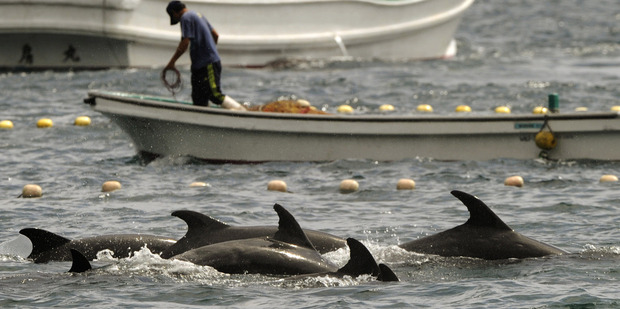 More than 250 bottlenose dolphins have been rounded up since last weekend. Photo / AP