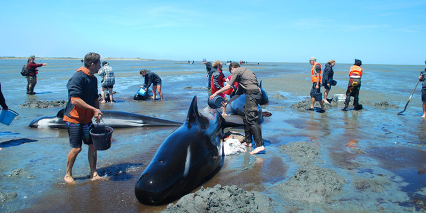 DOC staff and volunteers tend to the pilot whales stranded at Farewell Spit. Picture / Jo Richards