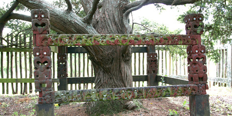 A totara tree, planted in 1940 to commemorate 100 years of the Treaty of Waitangi, is a hidden treasure in Auckland Domain. Photo / APN