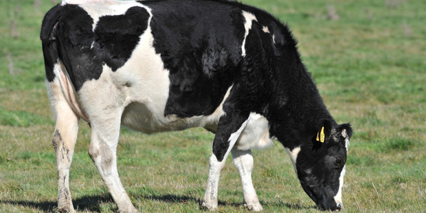 Dairy is in danger of following in the footsteps of forestry, which failed to invest in value-added products. Photo / NZPA