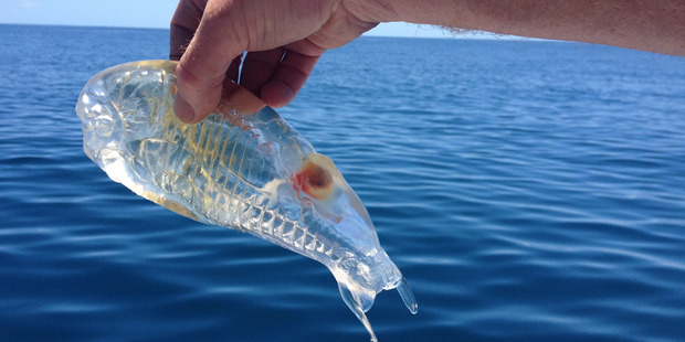 The mysterious marine object. Photo / Conaugh Fraser /  Picture Media / Caters News Agency