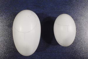 The brown kiwi egg weighs just 217.6g.