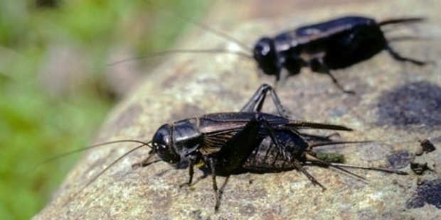 The ever-ravenous cricket simply can't stomach a new endophyte developed to protect grasses.