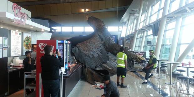 Eagle at Wellington Airport - Courtesy of NZ Herald