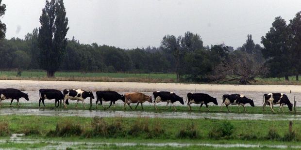 Not all the urine from dairy cows makes its way into our rivers.