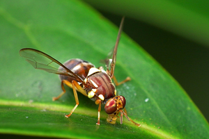The offending fly. Photo / MPI