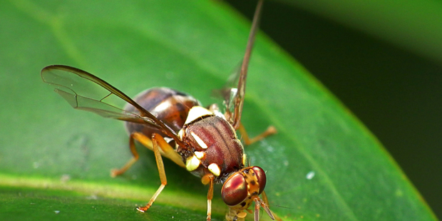 The offending fly. Photo / MPI
