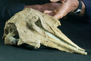 Professor Ewan Fordyce, from Otago University's Department of Geology, observes the newly-discovered fossilised skull of Papahi taihapu, an ancient relative to modern dolphins.