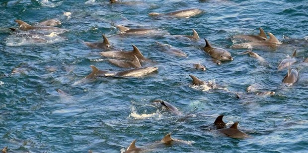 Each year the fishermen capture and kill a huge amount of dolphins, putting the population at risk. Photo / Sea Shepherd