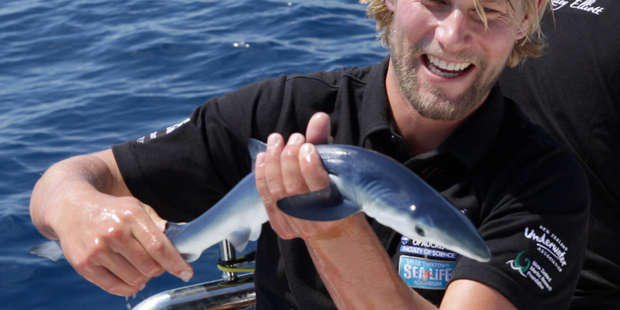 Shark scientist Riley Elliot with a baby blue shark caught near Great Barrier Island. Photo: Supplied