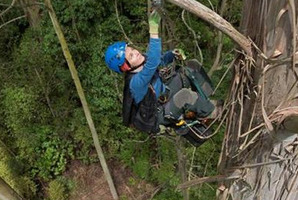 Botanist and Humboldt State University lecturer Marie Antoine climbs New Zealand's tallest tree in Orokonui Ecosanctuary