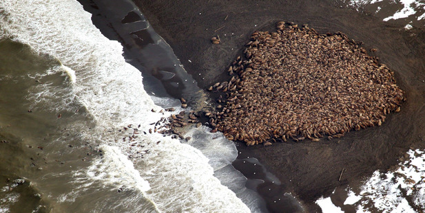 Walrus gather on the northwest coast of Alaska. Photo / AP