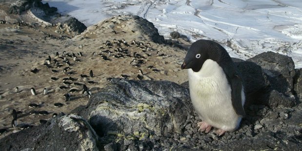Resting time for these Adelie penguins on an iceberg. Photo / Lloyd Spencer Davis