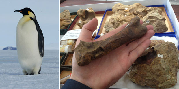 Dr Daniel Thomas holds a thigh bone from the fossil penguin which would have stood 30cm taller than an emperor penguin today (left).