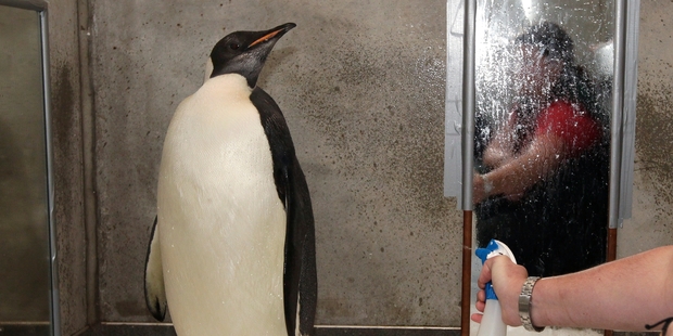 Emperor penguin Happy Feet  was found on Peka Peka Beach on the Kapiti Coast. Photo / Mark Mitchell