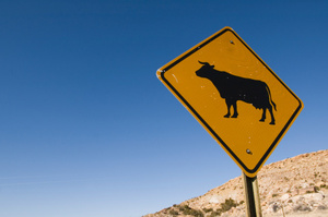The Ruapehu District Council says it had no choice but to shoot cattle that had been wandering onto a national highway. Photo / Thinkstock