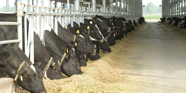 Research has found factory-farmed cows often develop lameness. Photo / David White