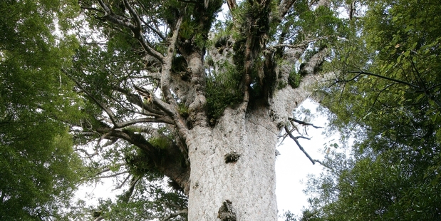 The global study has found for the first time that trees' growth does not slow as they get older and larger - instead, it keeps accelerating.