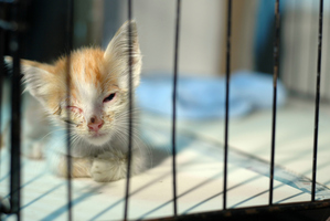 A woman has been sentenced for not seeking treatment for her kitten's ruptured eye. Photo / Thinkstock
