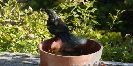 Stephen Wealthall finds watching a tui bathing in the dog's water bowl immensely more satisfying than fame, power or immoderate wealth.