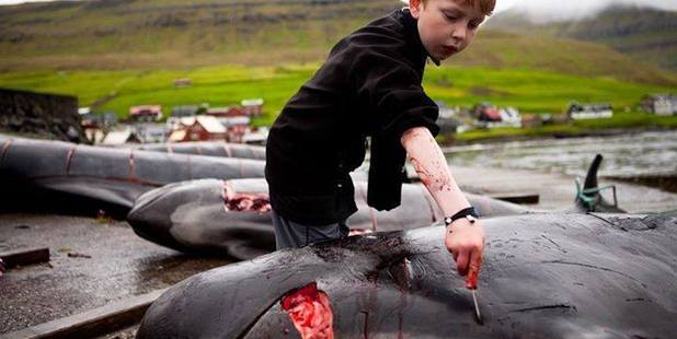 A Faroe Islands child cutting up a pilot whale. Photo / Sea Shepherd Conservation Society