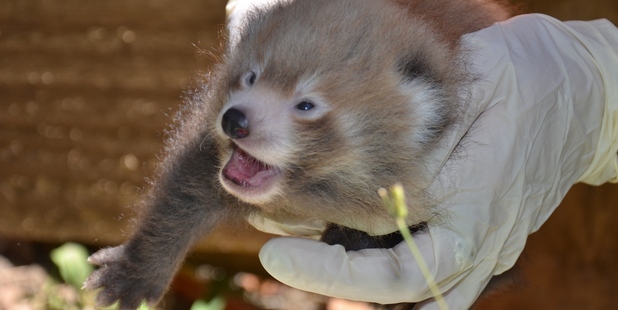 One of the Nepalese red panda twins at Auckland Zoo. Photo / Auckland Zoo