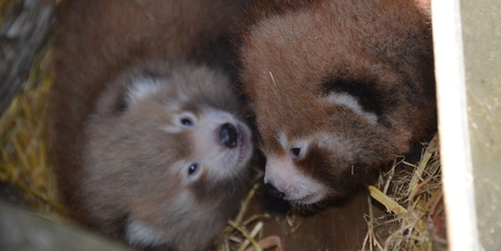 The Nepalese red panda twins at Auckland Zoo. Photo / Auckland Zoo