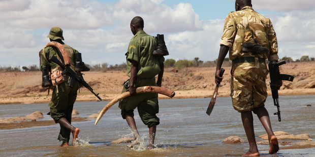 Rangers with confiscated ivory. Photo: © 2013 The David Sheldrick Wildlife Trust.