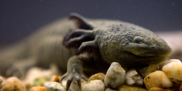 A salamander-like axolotl, also known as the 'Mexican walking fish'. Photo / AP
