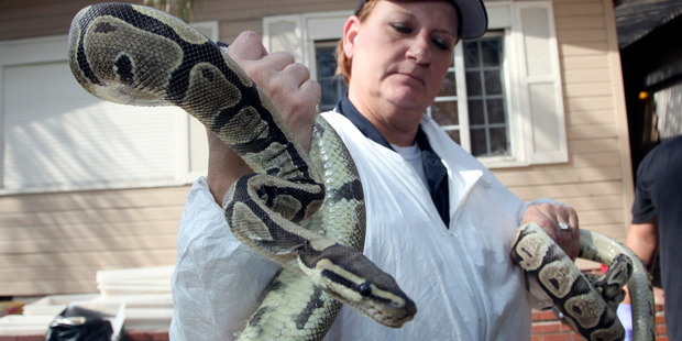 Santa Ana Police Officer Sondra Berg holds a python after serving a warrant on the home of William Buchman. Photo / AP