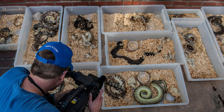 A television cameraman records snakes brought out of a house in Santa Ana on Tuesday. Photo / AP
