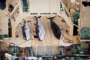 Three dead minke whales lie on the deck of the Japanese whaling vessel Nisshin Maru, in the Southern Ocean. Photo supplied by Sea Shepherd