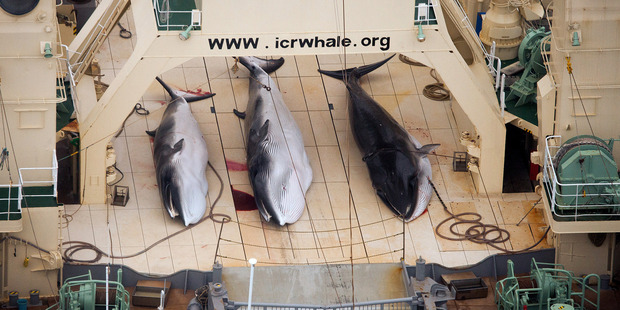 Three dead minke whales lie on the deck of the Japanese whaling vessel Nisshin Maru, in the Southern Ocean. Photo supplied by Sea Shepherd