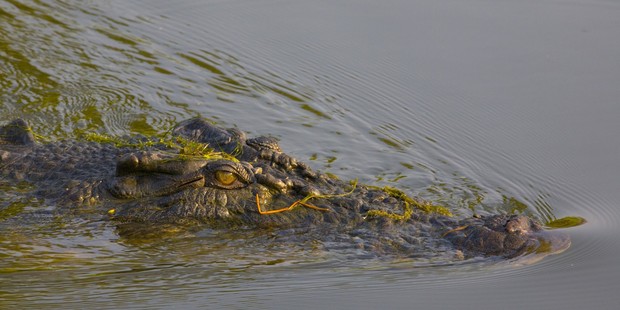 Moments before the crocodile snatched the 12-year-old it ripped into his friend, leaving deep wounds on his arms. Photo / supplied
