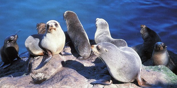 Seals at Akaroa's seal colony.