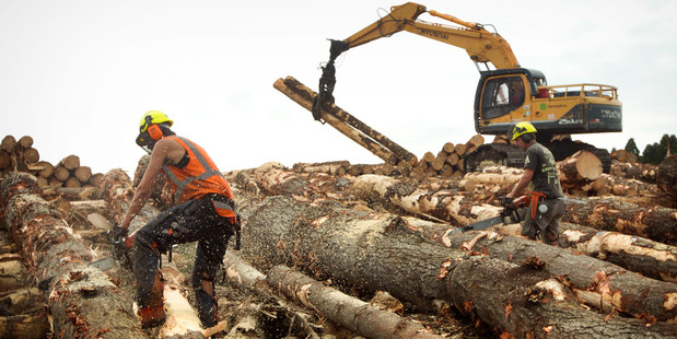 Tougher forestry legislation is due to be introduced in the next two months. Photo / NZ Herald