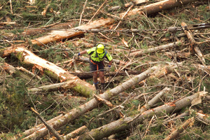 Workers prepare logs in the breaking out section in the Silverdale Forest. Photograph by Natalie Slade