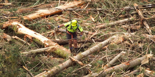 Workers prepare logs in the breaking out section in the Silverdale Forest. Photograph by Natalie Slade