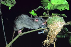 A "plague" of an additional 30 million rats is expected this year. File photo / NZ Herald