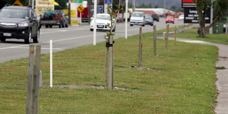 Vandals have snapped and broken trees planted at the southern entrance to Masterton, annoying motorists and council staff. PHOTO/LYNDA FERINGA