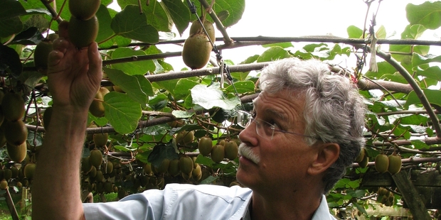 NZ Kiwifruit growers president Neil Trebilco says confidence in the future of the industry is behind strong orchard prices. Photo/File