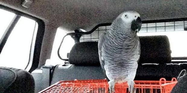 A UK learner driver was found to be supervised only by her pet parrot when pulled over by police.