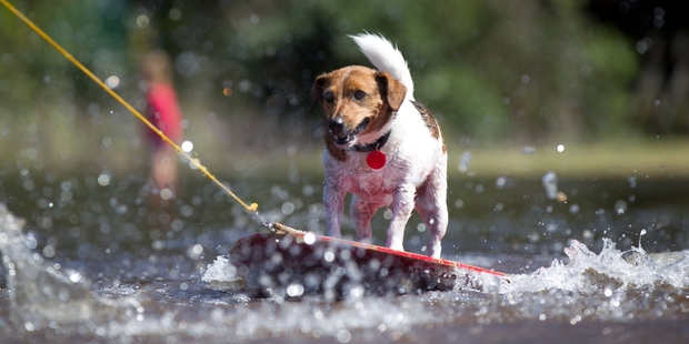 Max the dog enjoys a ride on a boogie board towed by his owner Barry Nottingham through the flooded reserve at Little Shoal Bay. Photo / Richard Robinson