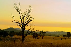 The government has vowed to accelerate a new policy offering income support for farmers. Photo / Getty Images