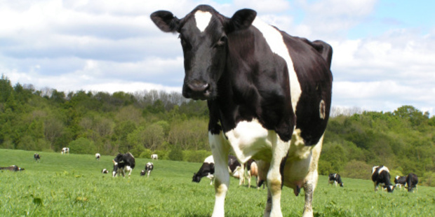 A cow attacked a 23-year-old man breaking his femur. Photo/Thinkstock