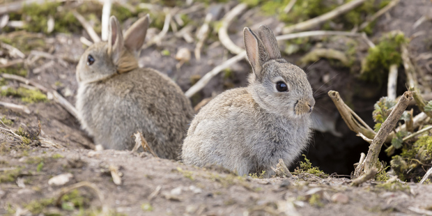 Wild European rabbits. Photo / Thinkstock