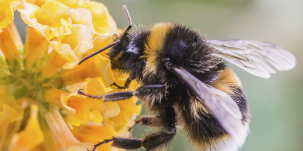Scientists have uncovered new facts about the bumblebee's flight. Photo / Thinkstock